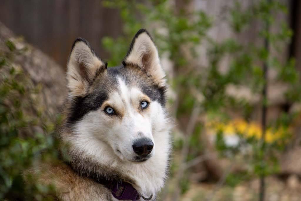 Enlarge Harper, a Adoptable Siberian Husky in Carrollton, TX image 2/3