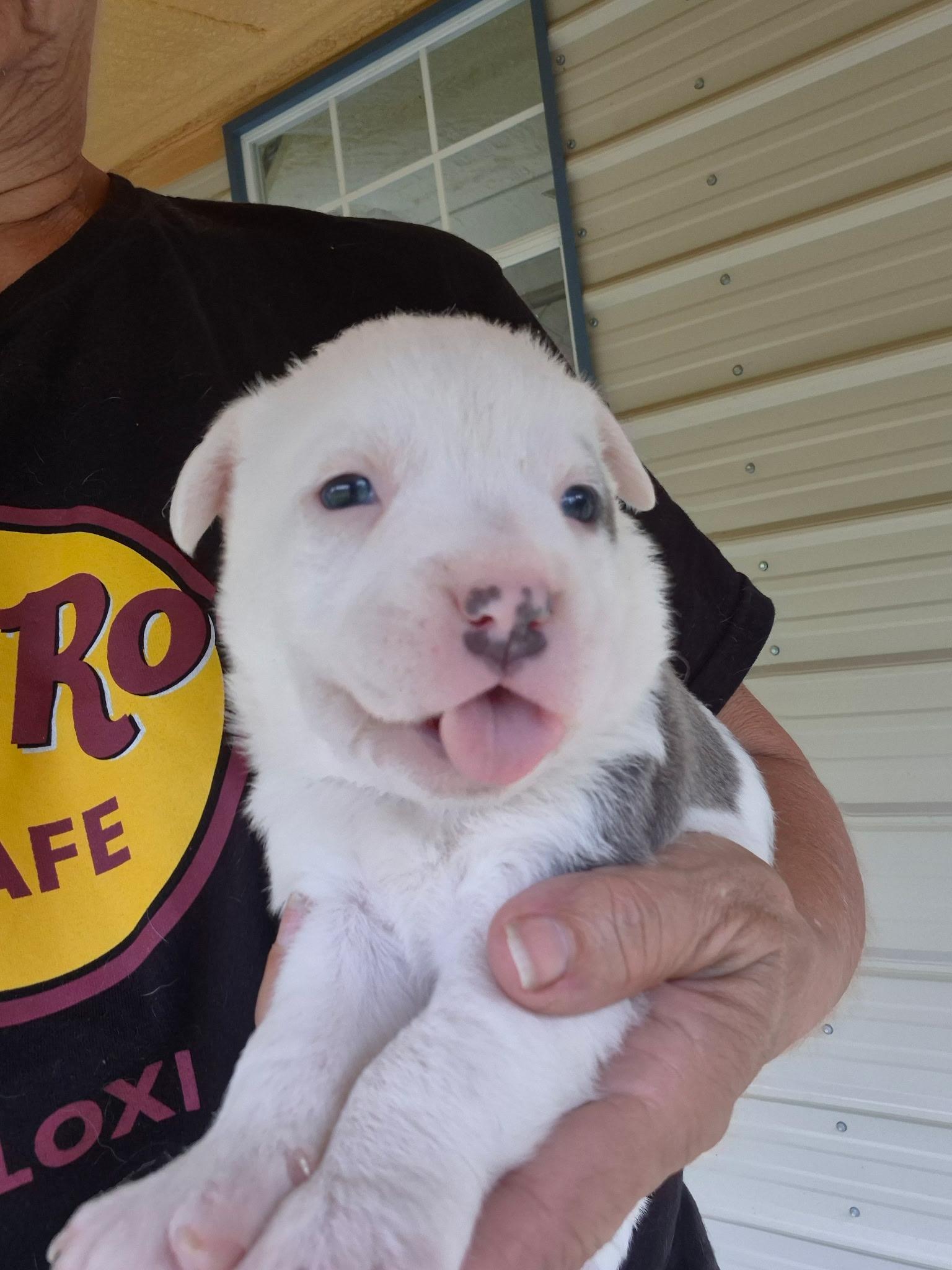Enlarge Owen, an adopted mixed breed in Livingston, TX image 1/5