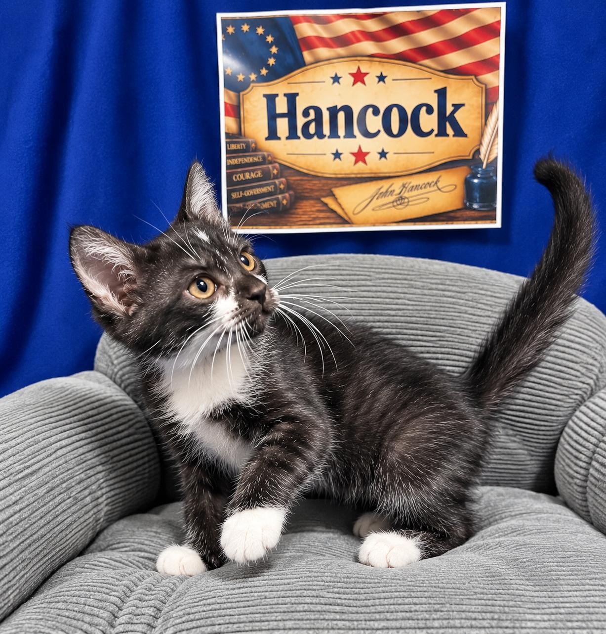 Enlarge Hancock, a Adoptable Domestic Short Hair in Goodlettsville, TN image 1/6