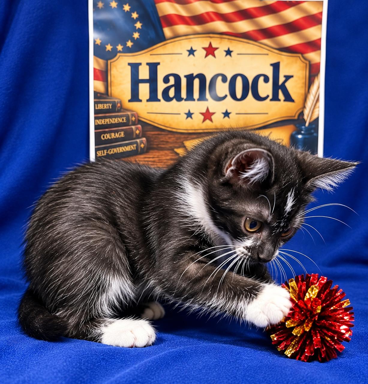 Enlarge Hancock, a Adoptable Domestic Short Hair in Goodlettsville, TN image 2/6