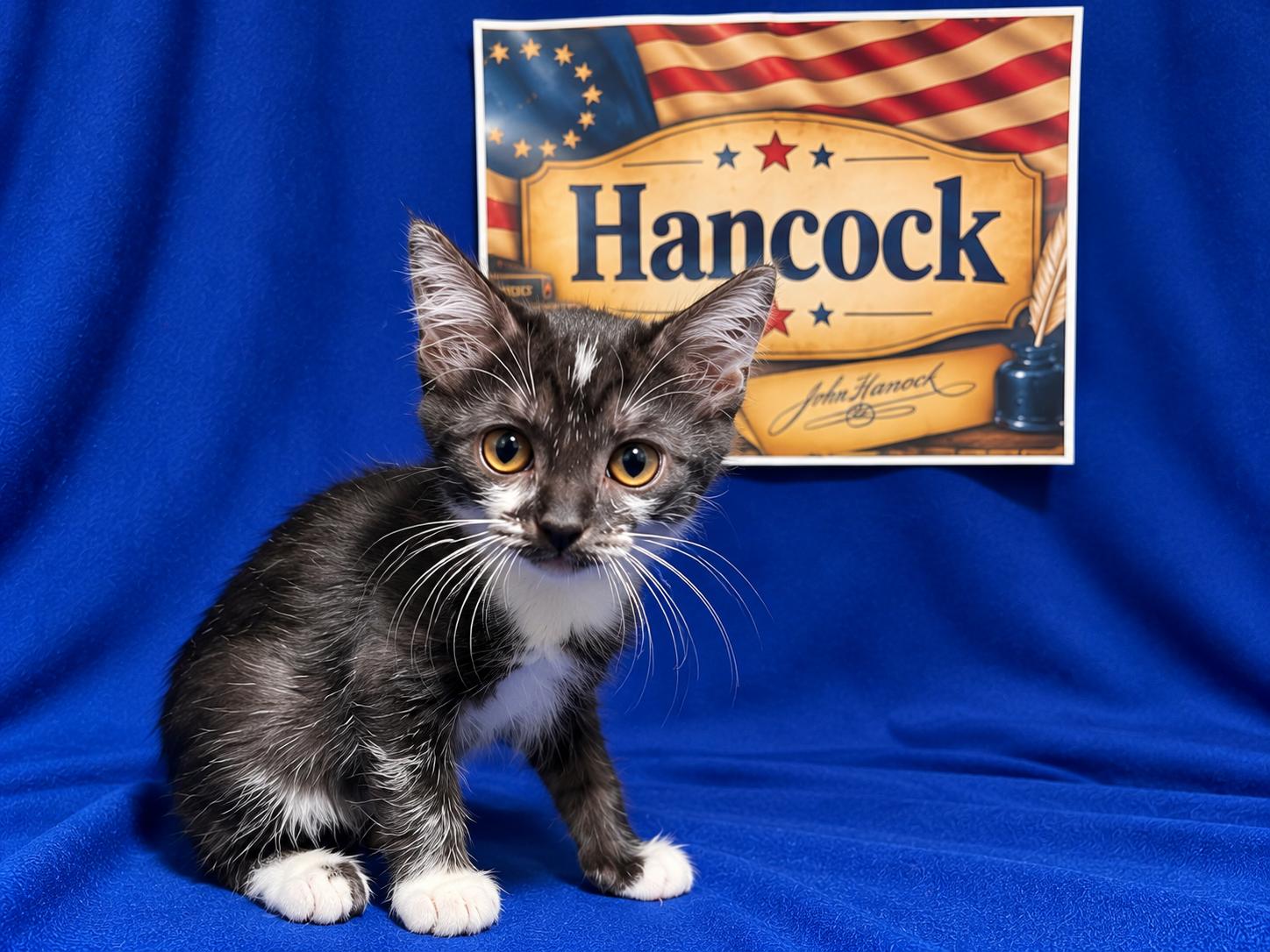 Enlarge Hancock, a Adoptable Domestic Short Hair in Goodlettsville, TN image 3/6