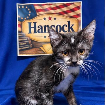 Enlarge Hancock, a Adoptable Domestic Short Hair in Goodlettsville, TN image 4/6