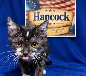 Enlarge Hancock, a Adoptable Domestic Short Hair in Goodlettsville, TN image 5/6