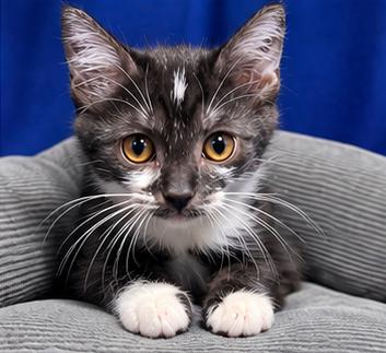 Enlarge Hancock, a Adoptable Domestic Short Hair in Goodlettsville, TN image 6/6