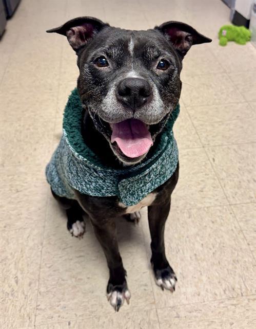 Enlarge DANNY, a Adoptable mixed breed in Olathe, KS image 1/1