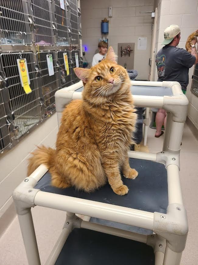 Tiger, Adoptable, Adult Male Domestic Long Hair.