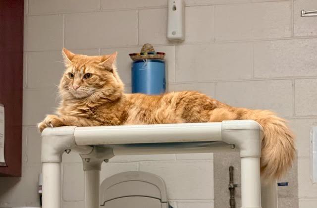 Enlarge Tiger, a Adoptable mixed breed in Madison, GA image 1/4
