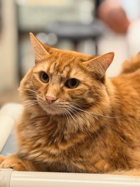 Enlarge Tiger, a Adoptable mixed breed in Madison, GA image 3/4