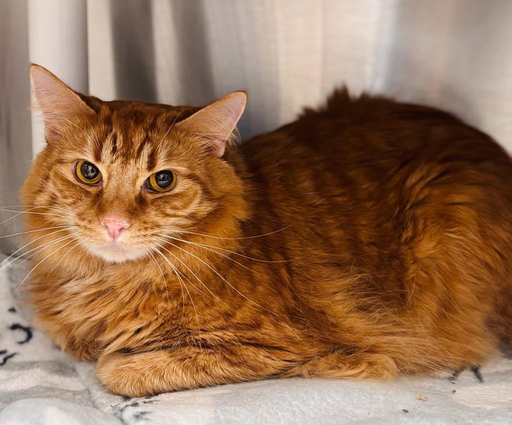 Enlarge Tiger, a Adoptable mixed breed in Madison, GA image 4/4