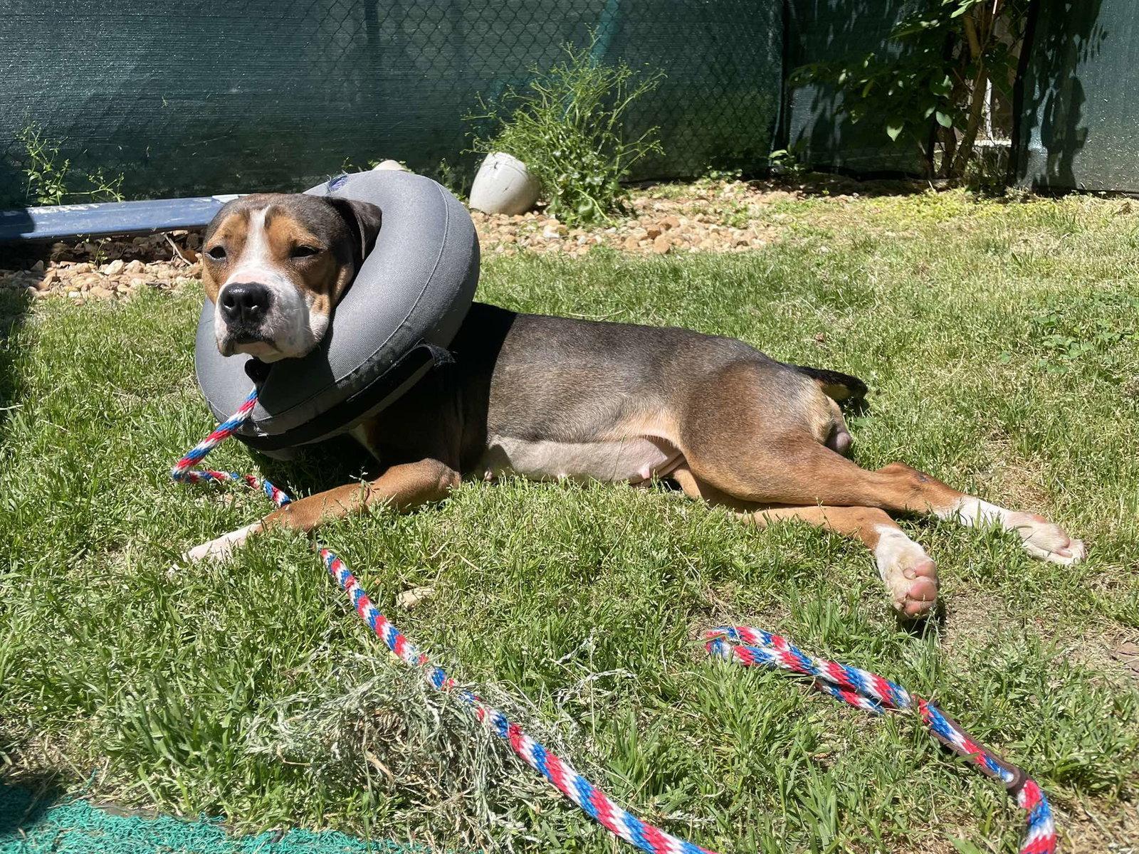 Fresh Squeezed, a Adoptable Mixed Breed in Durham, NC image 1/3