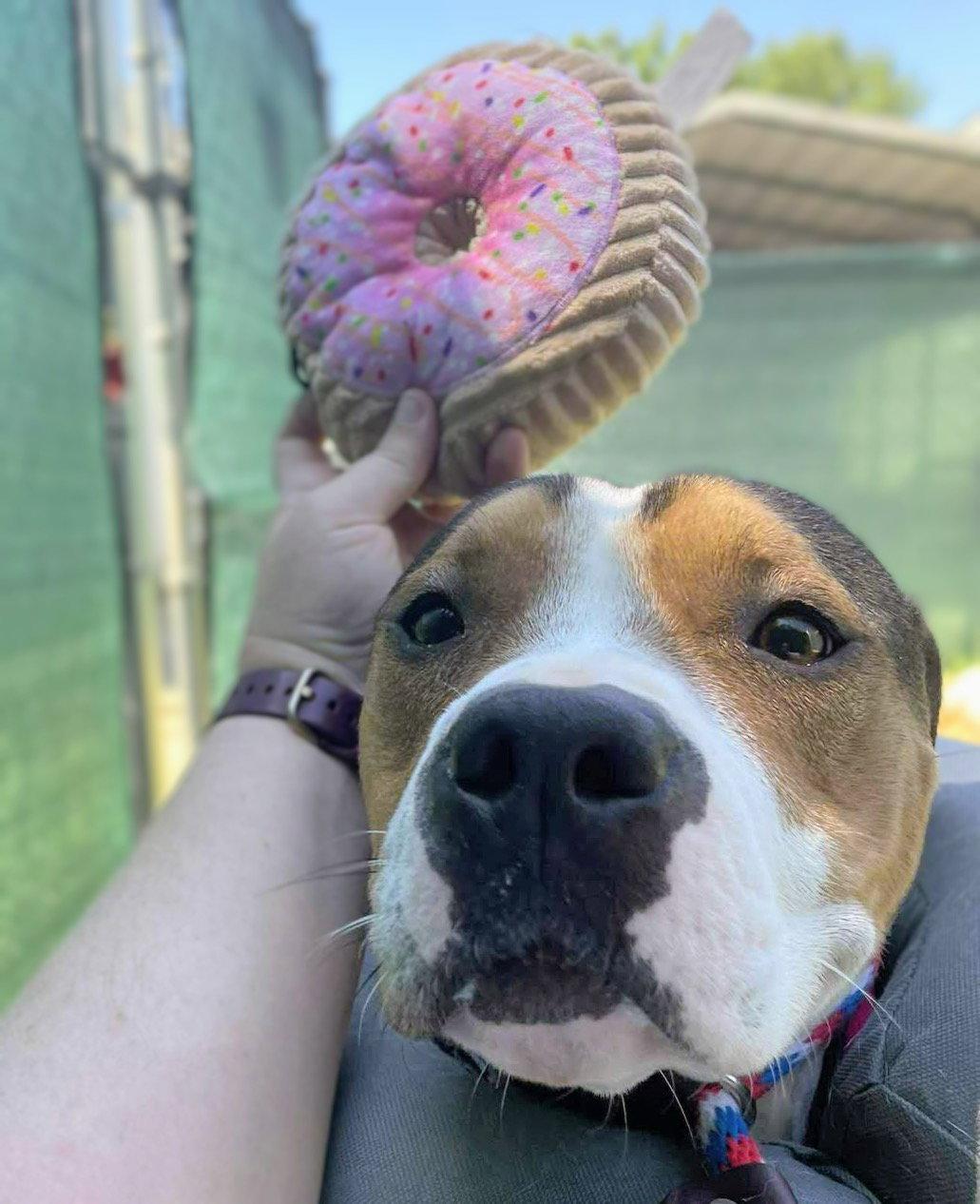 Fresh Squeezed, a Adoptable Mixed Breed in Durham, NC image 2/3