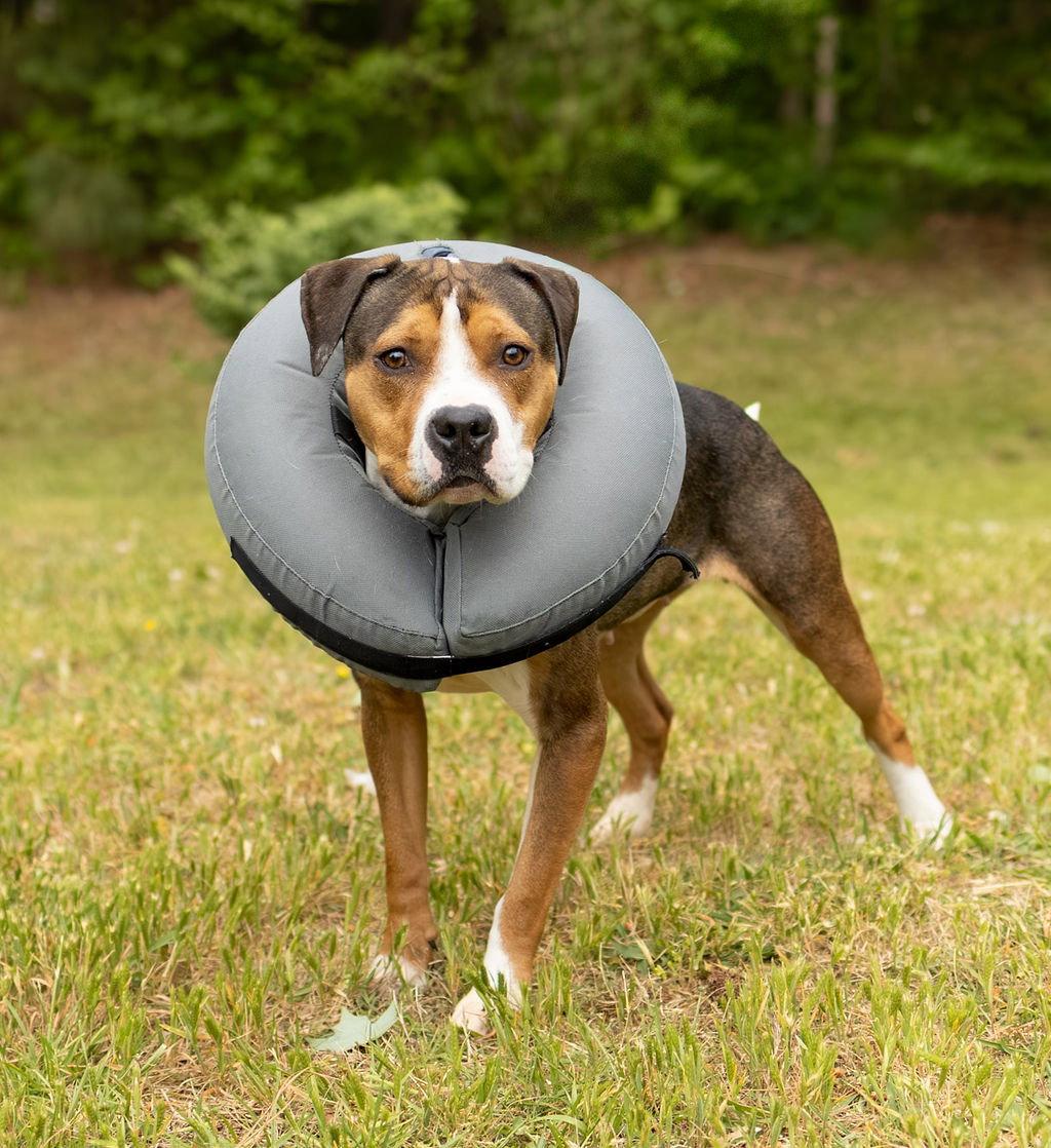 Fresh Squeezed, a Adoptable Mixed Breed in Durham, NC image 3/3