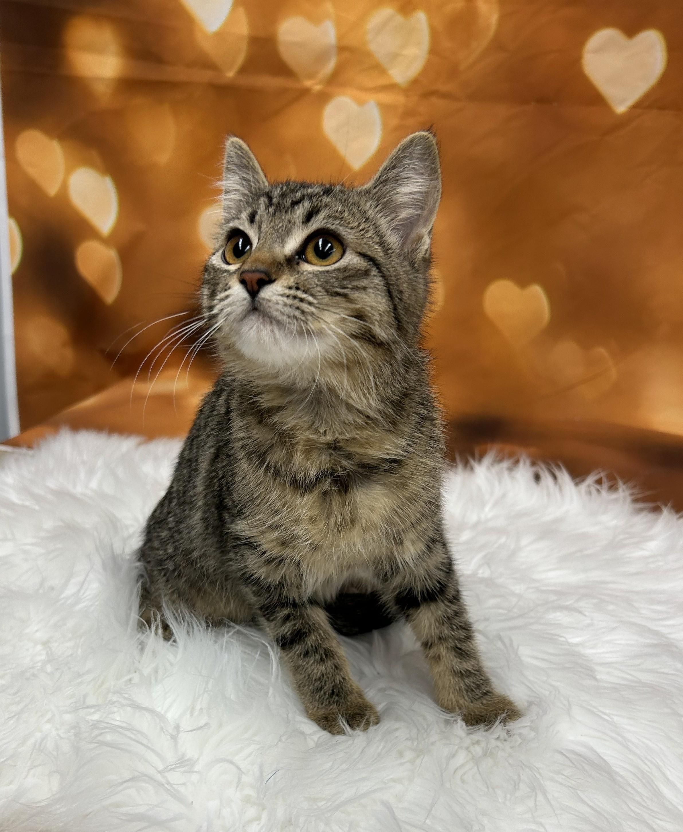 Skittles, ADOPTABLE, Kitten Female Domestic Short Hair.