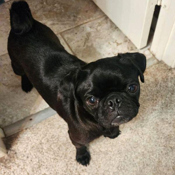 Leia, adopted, Adult Female Pug.