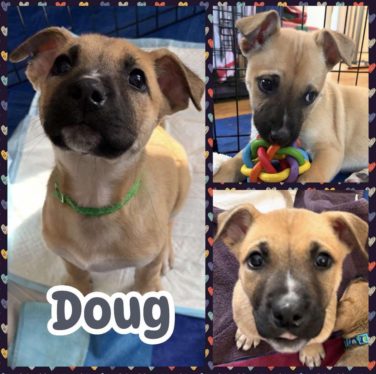 Doug, adopted, Puppy Male Labrador Retriever & Shepherd.