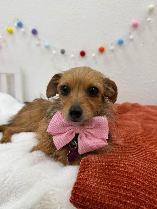 Heidi Honeyblossom — thumbnail 2