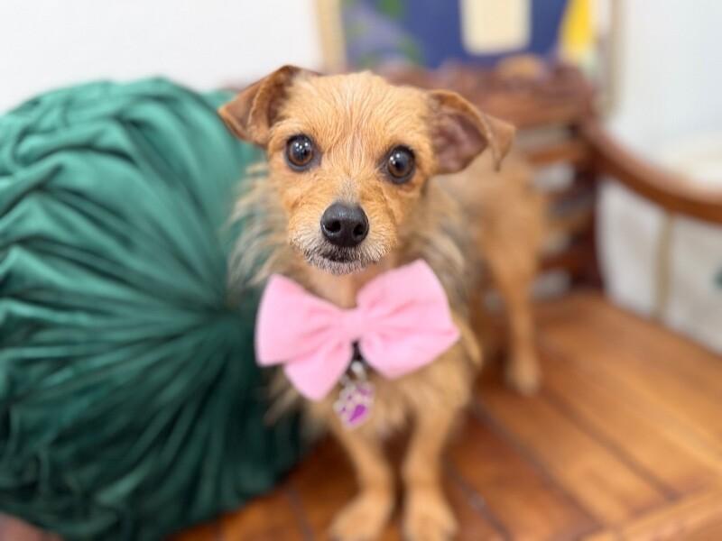 Heidi Honeyblossom — thumbnail 4