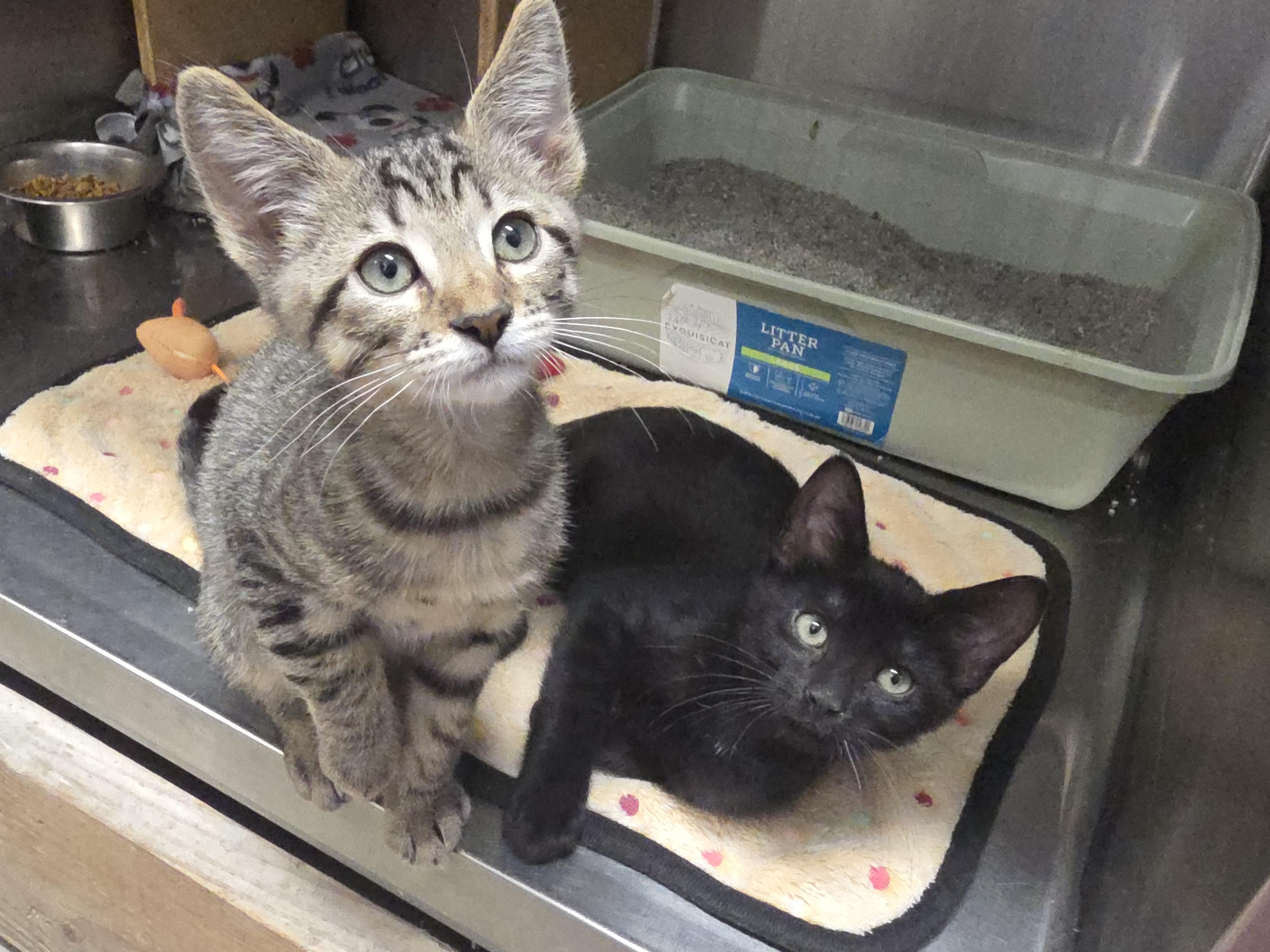 Gobble and Hammy, ADOPTABLE, Kitten Male Domestic Short Hair.