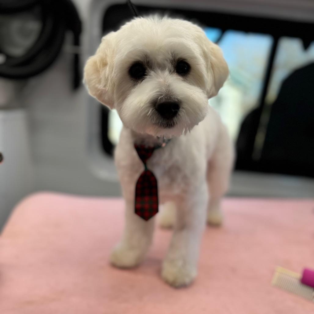 Reed (Babka), Adoptable, Adult Male Maltese & Mixed Breed.