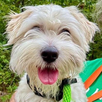 Enlarge Reed (Babka), a Adoptable mixed breed in Arlington, VA image 2/6