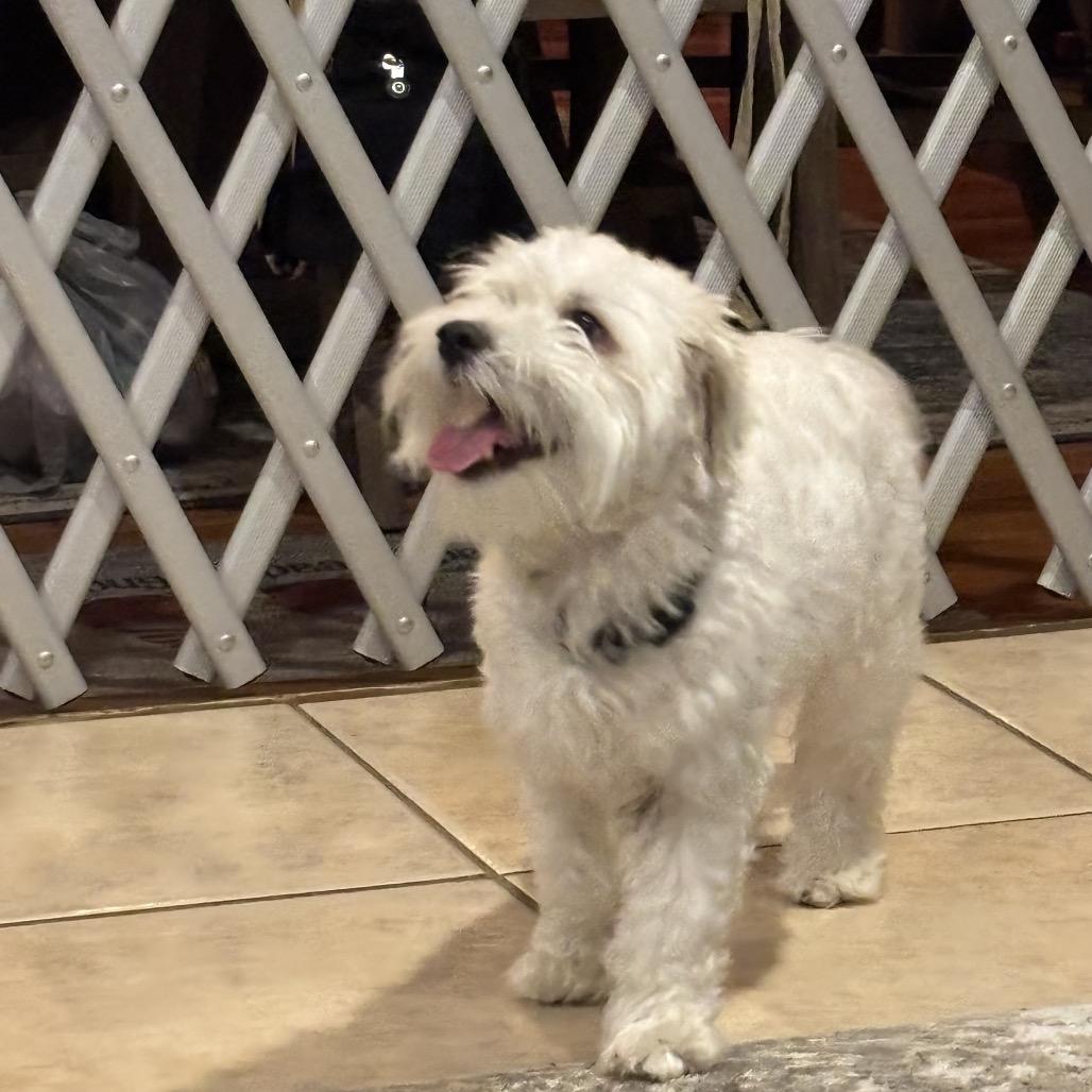 Enlarge Reed (Babka), a Adoptable mixed breed in Arlington, VA image 3/6