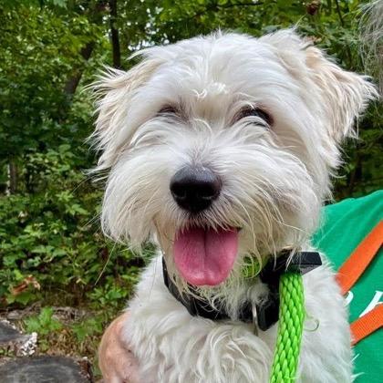 Enlarge Reed (Babka), a Adoptable mixed breed in Arlington, VA image 4/6