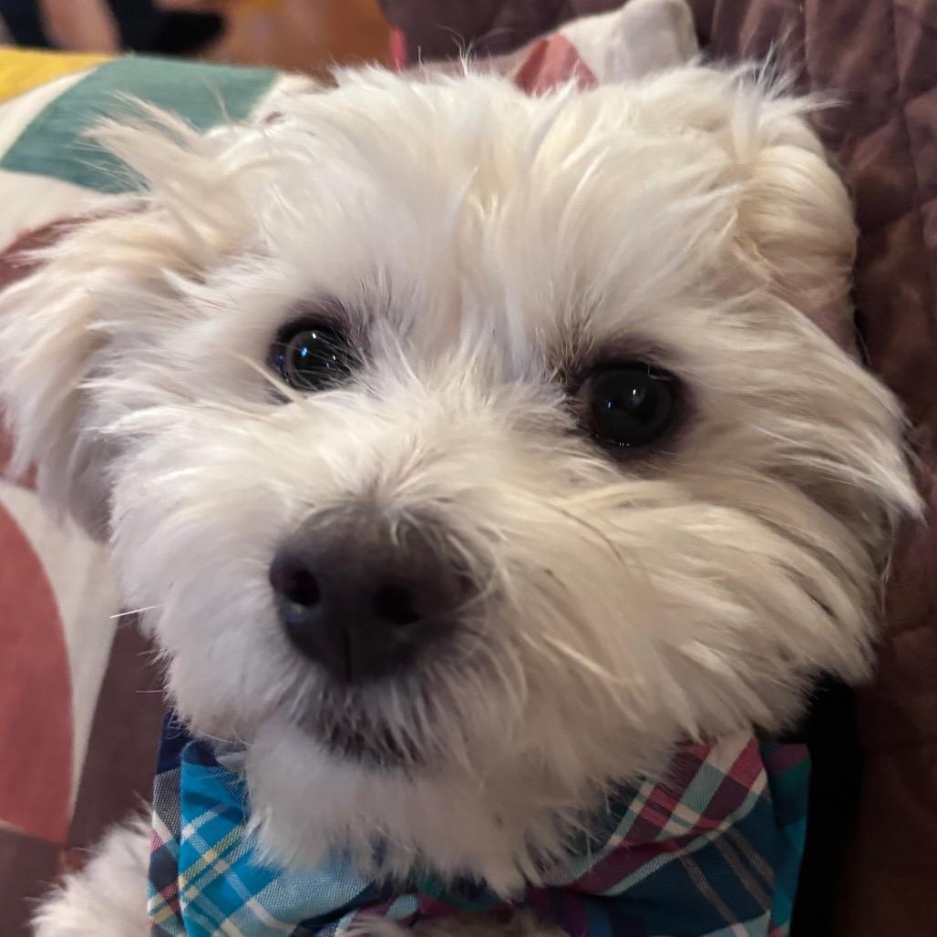 Enlarge Reed (Babka), a Adoptable mixed breed in Arlington, VA image 5/6