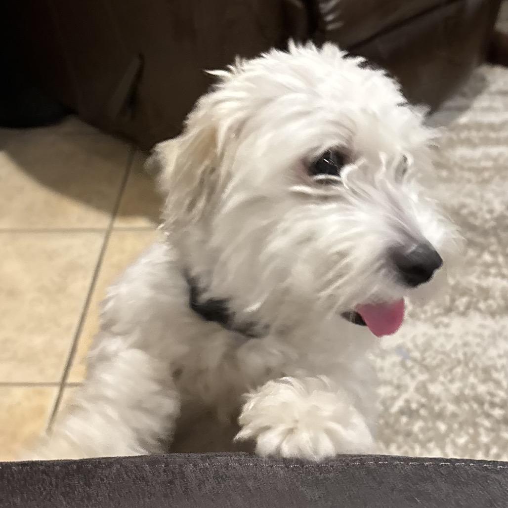 Enlarge Reed (Babka), a Adoptable mixed breed in Arlington, VA image 6/6