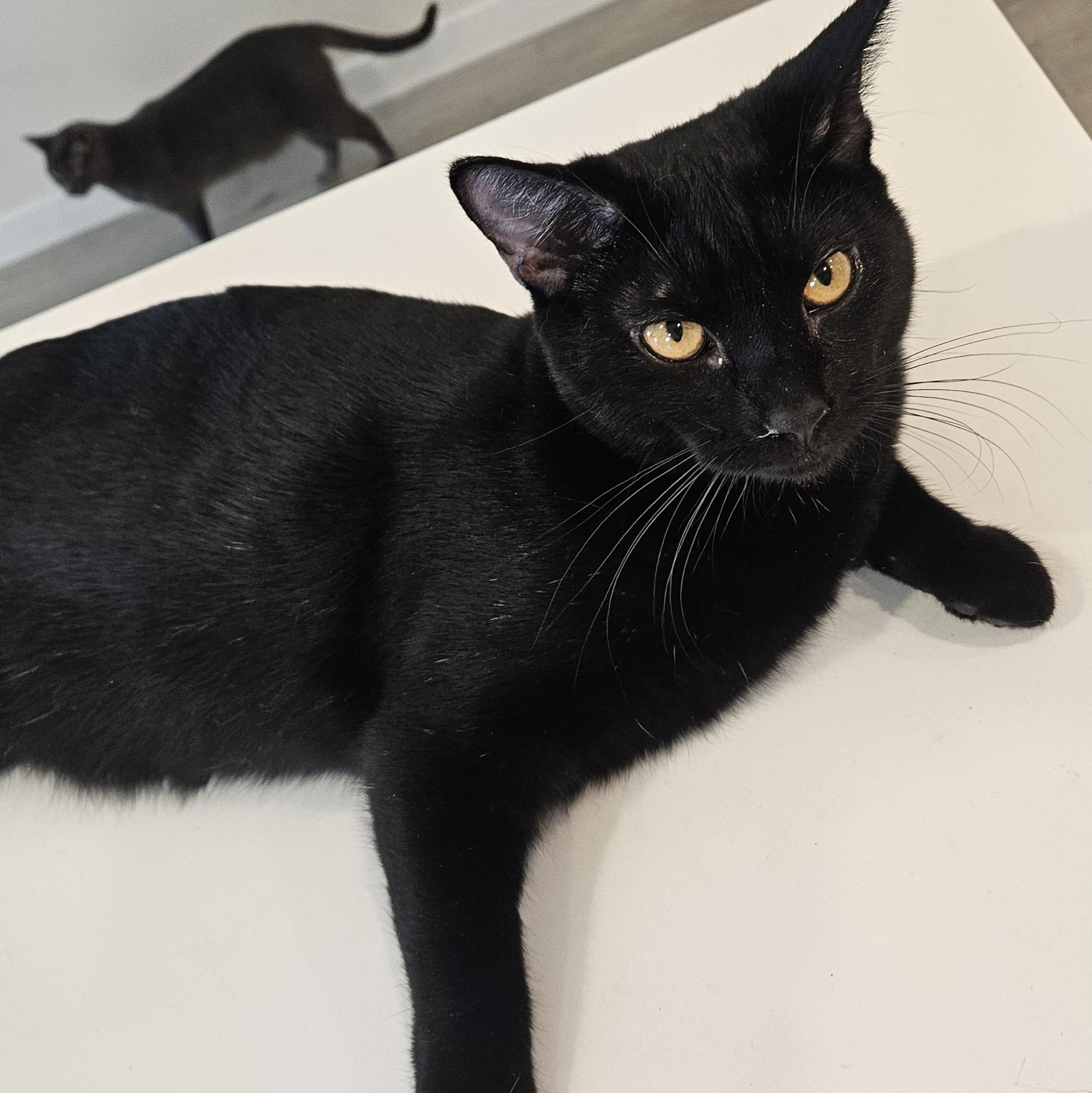 Mezcal, adoptable, Young Female Bombay & Domestic Short Hair.