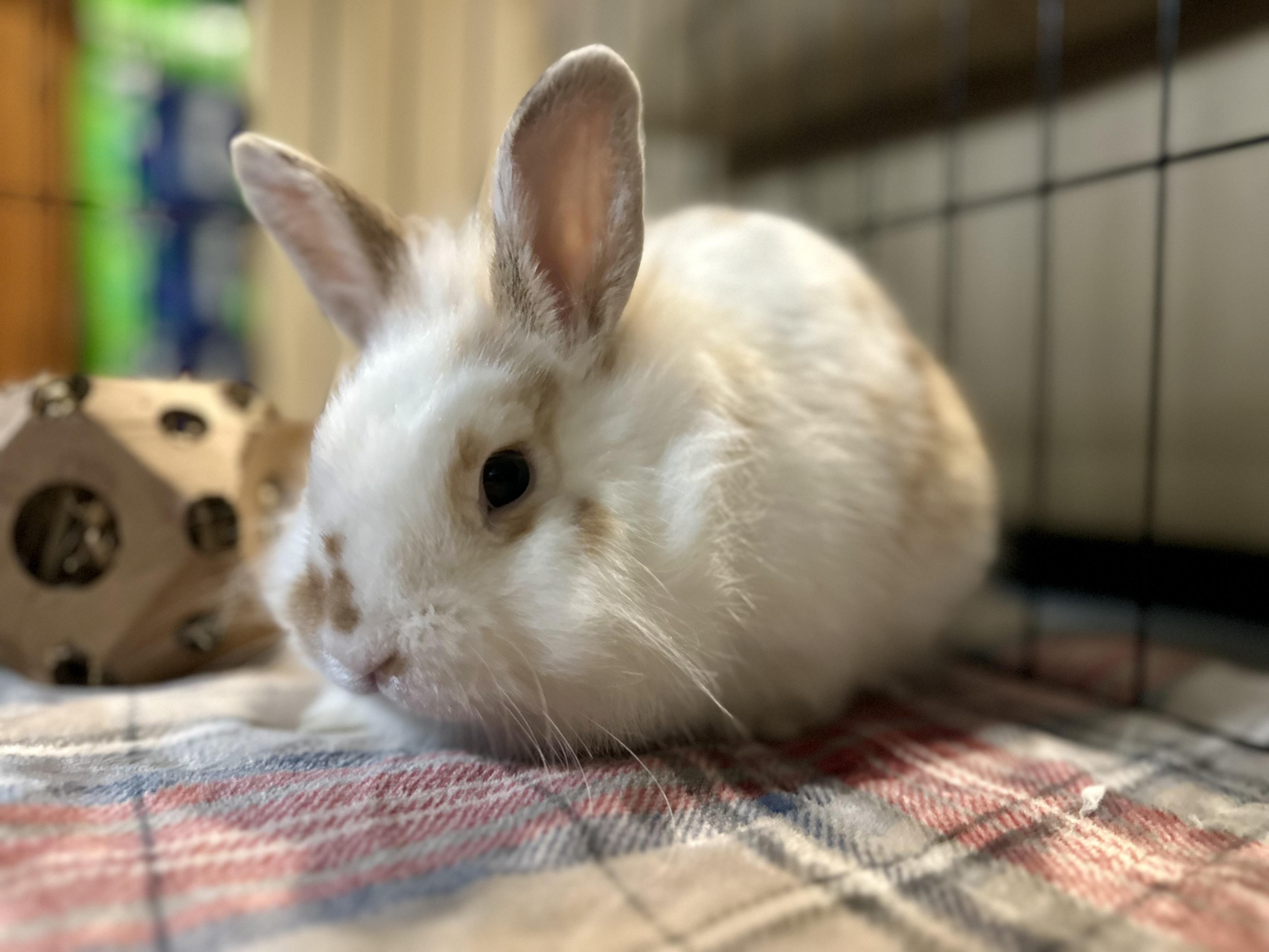 Enlarge Pumkin, a Adoptable mixed breed in Andover, CT image 5/6