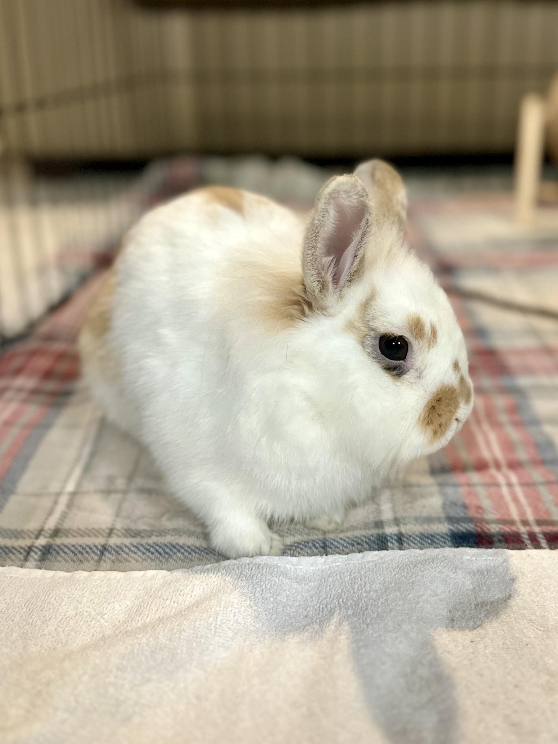 Enlarge Pumkin, a Adoptable mixed breed in Andover, CT image 4/6
