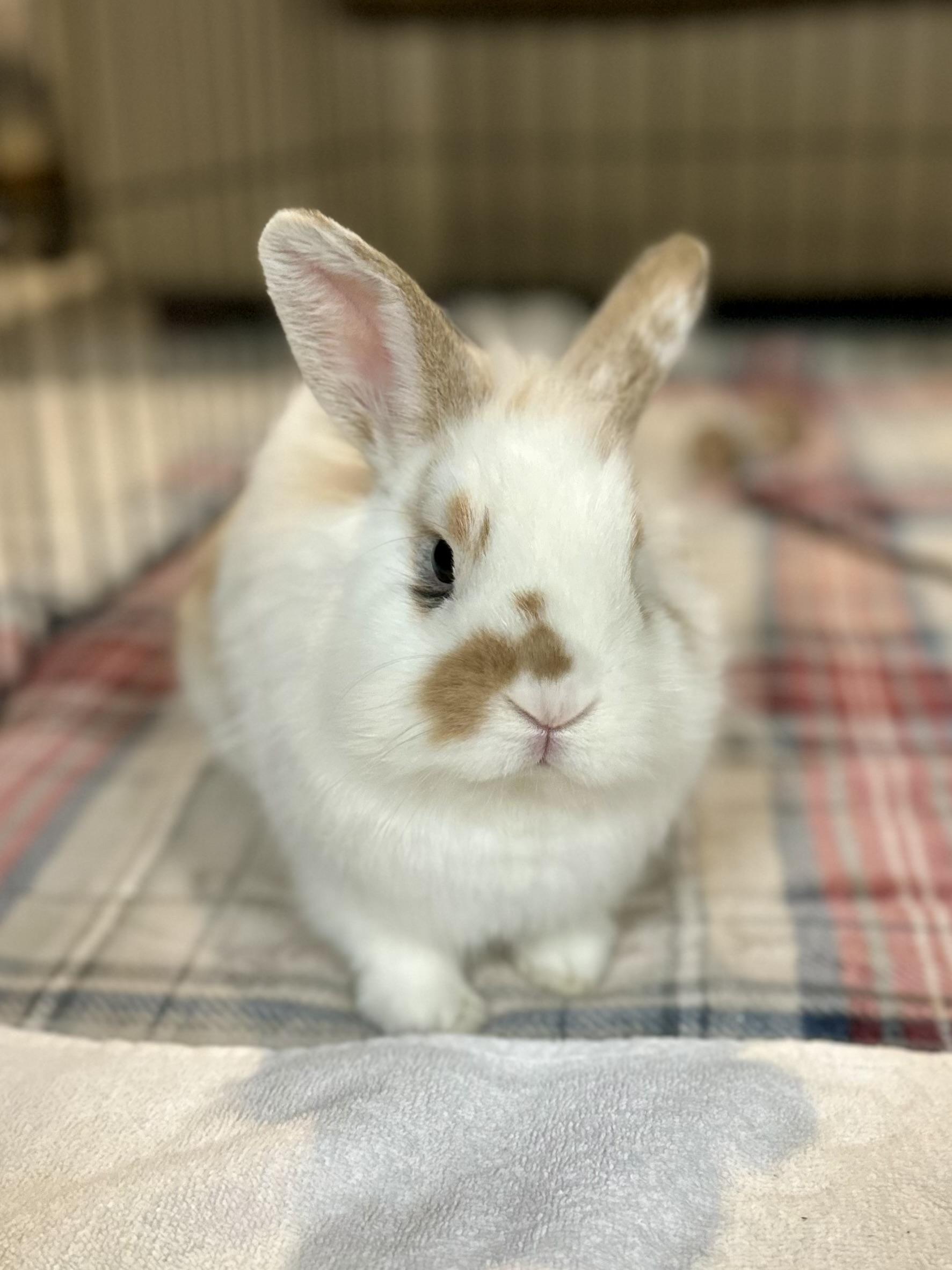 Enlarge Pumkin, a Adoptable mixed breed in Andover, CT image 1/6