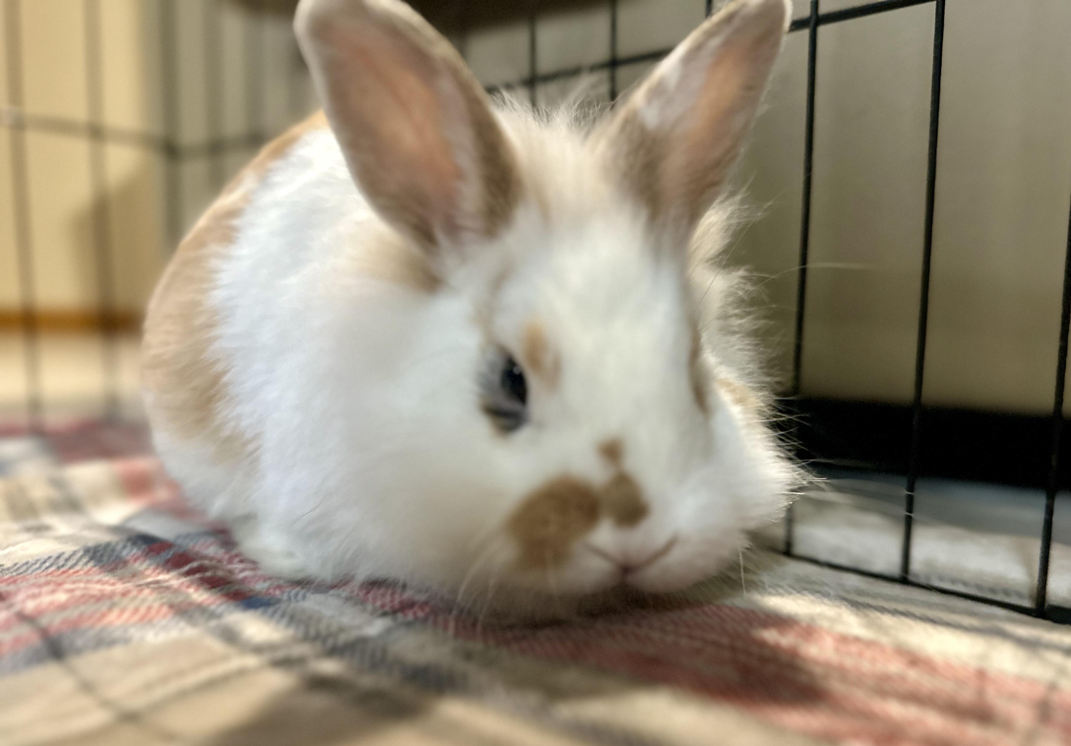 Enlarge Pumkin, a Adoptable mixed breed in Andover, CT image 6/6