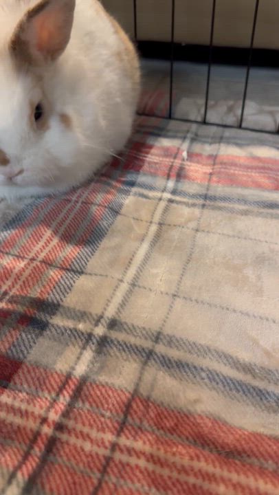 Enlarge Pumkin, a Adoptable mixed breed in Andover, CT video 3/6