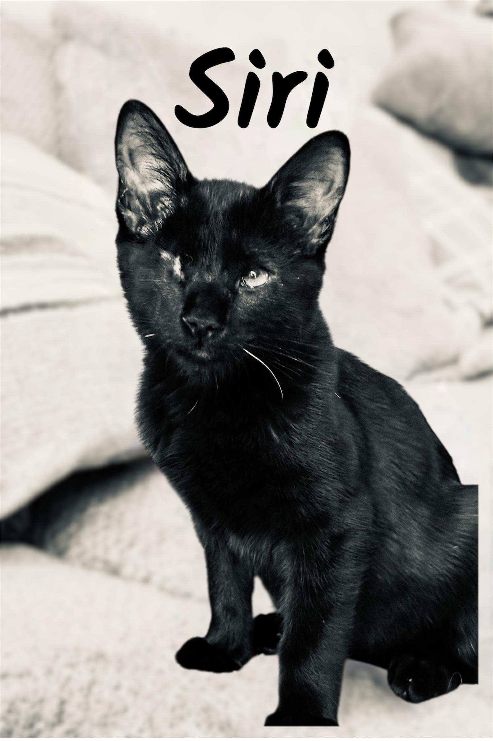 Siri, Adoptable, Young Female Domestic Short Hair.