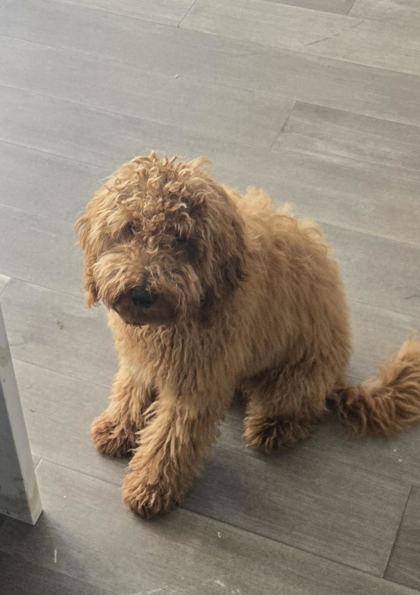 Rusty, adopted, Puppy Male Labrador Retriever & Standard Poodle.
