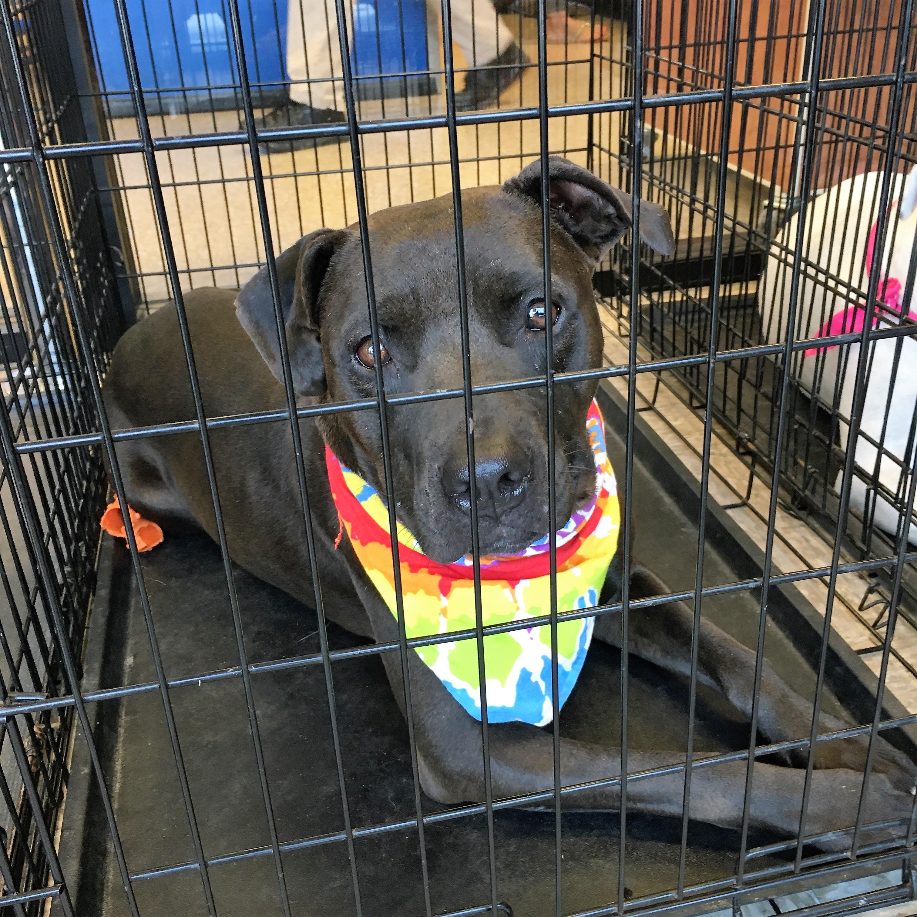 Rocky, a Adoptable mixed breed in Tulsa, OK image 1/12