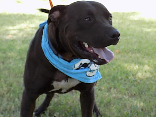 Rocky, a Adoptable mixed breed in Tulsa, OK image 2/12