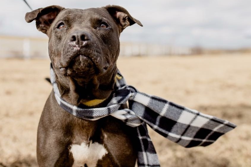 Rocky, an adoptable Pit Bull Terrier, Boxer in Tulsa, OK, 74152 | Photo Image 1