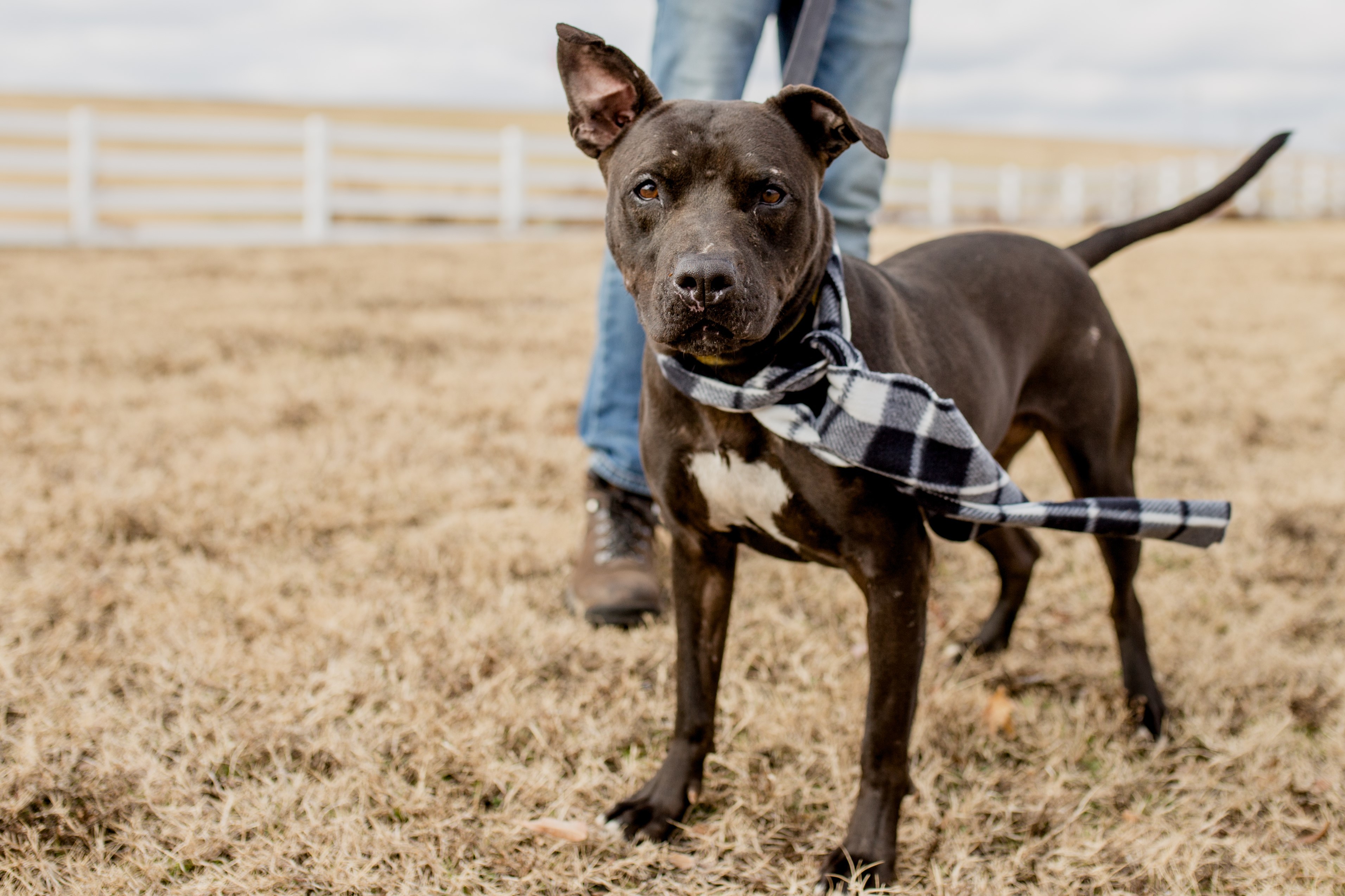 Rocky, a Adoptable mixed breed in Tulsa, OK image 4/12