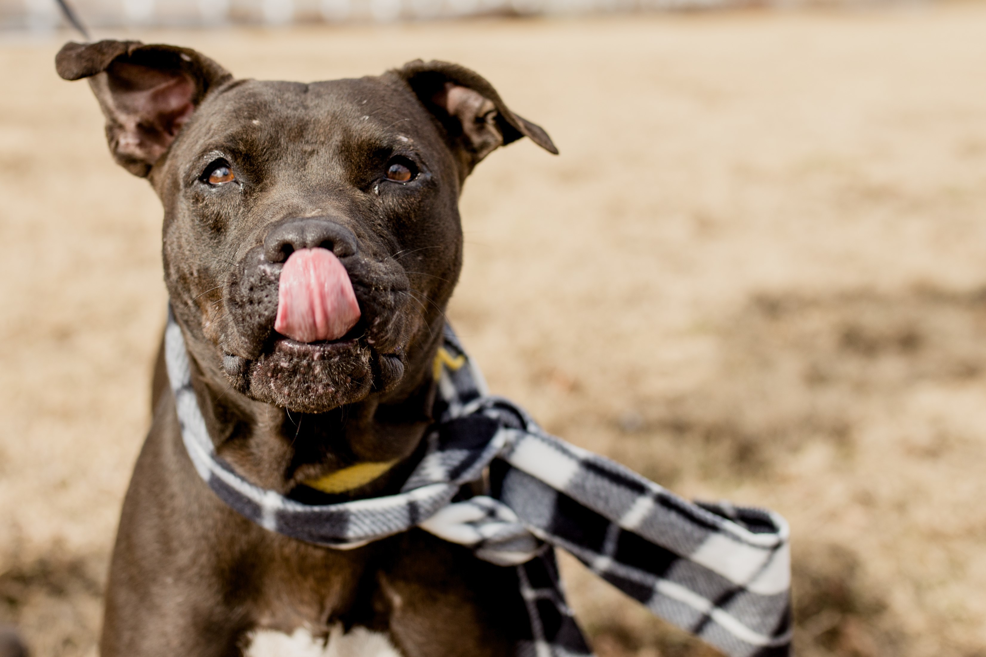 Rocky, a Adoptable mixed breed in Tulsa, OK image 6/12