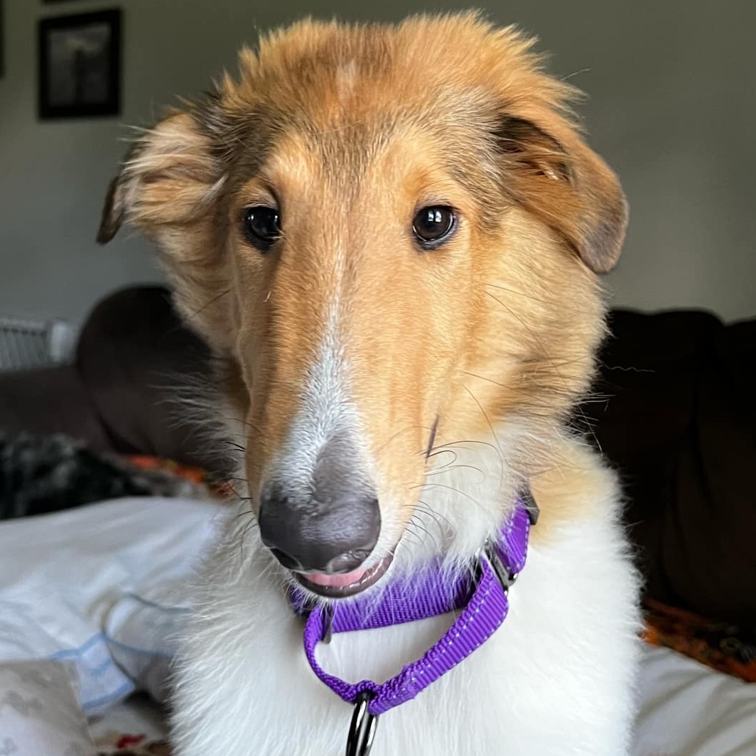 Willow