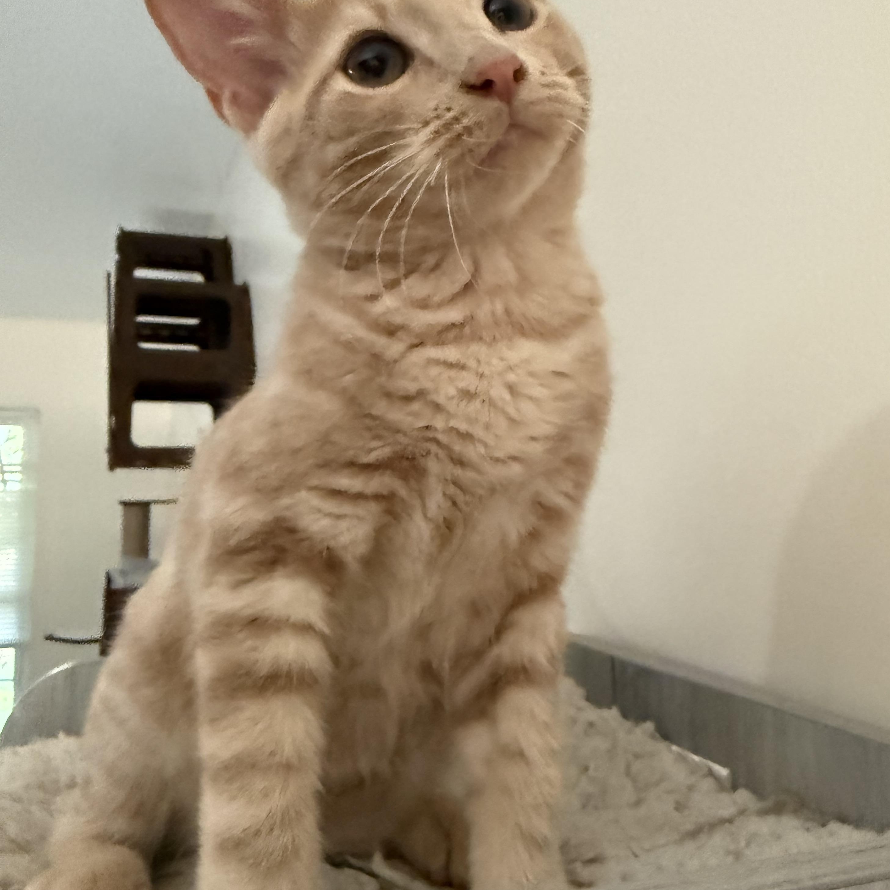 Roll, Adoptable, Young Male Domestic Short Hair.