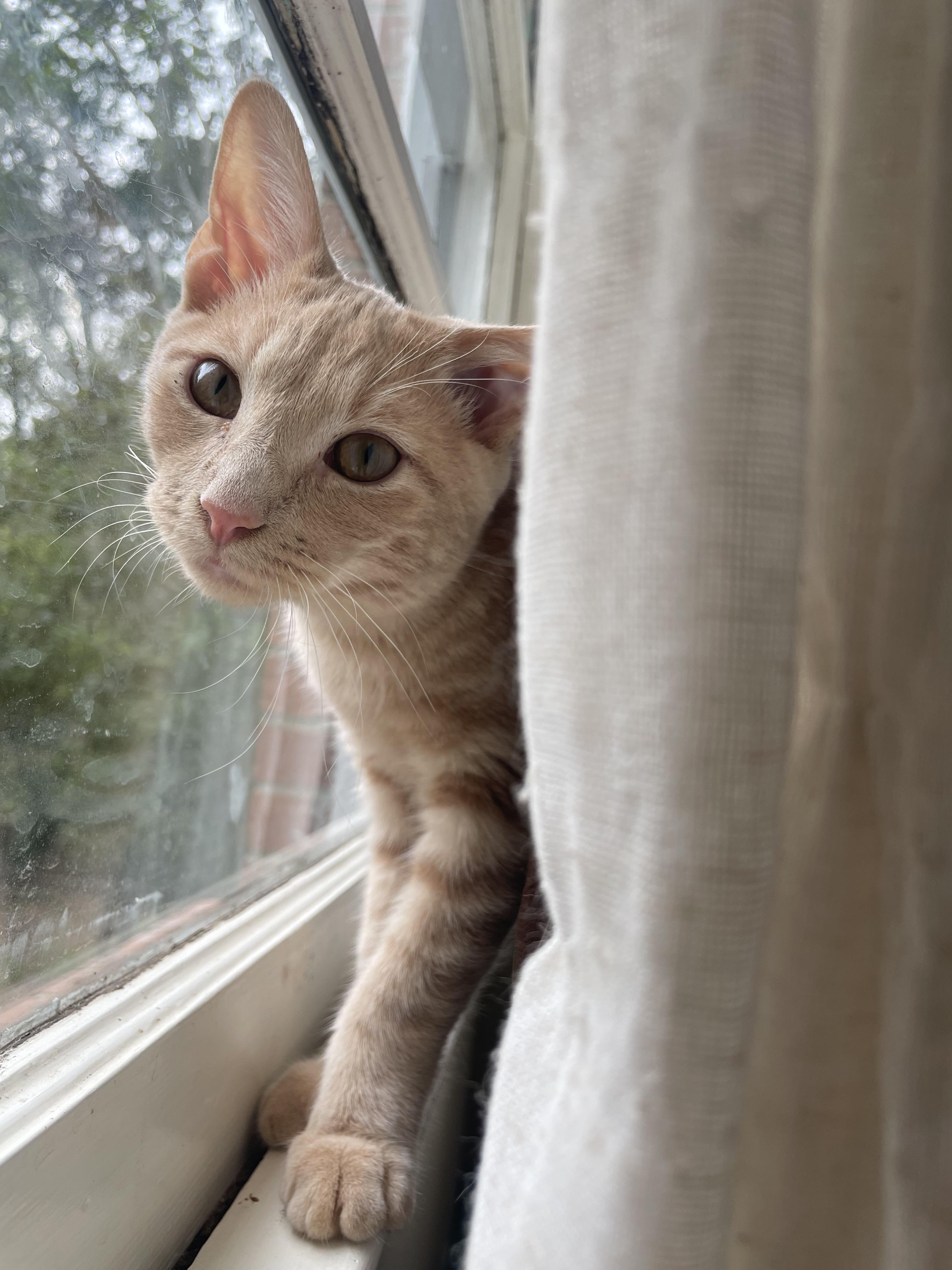 Enlarge Roll, a Adoptable Domestic Short Hair in Bethel, CT image 3/6