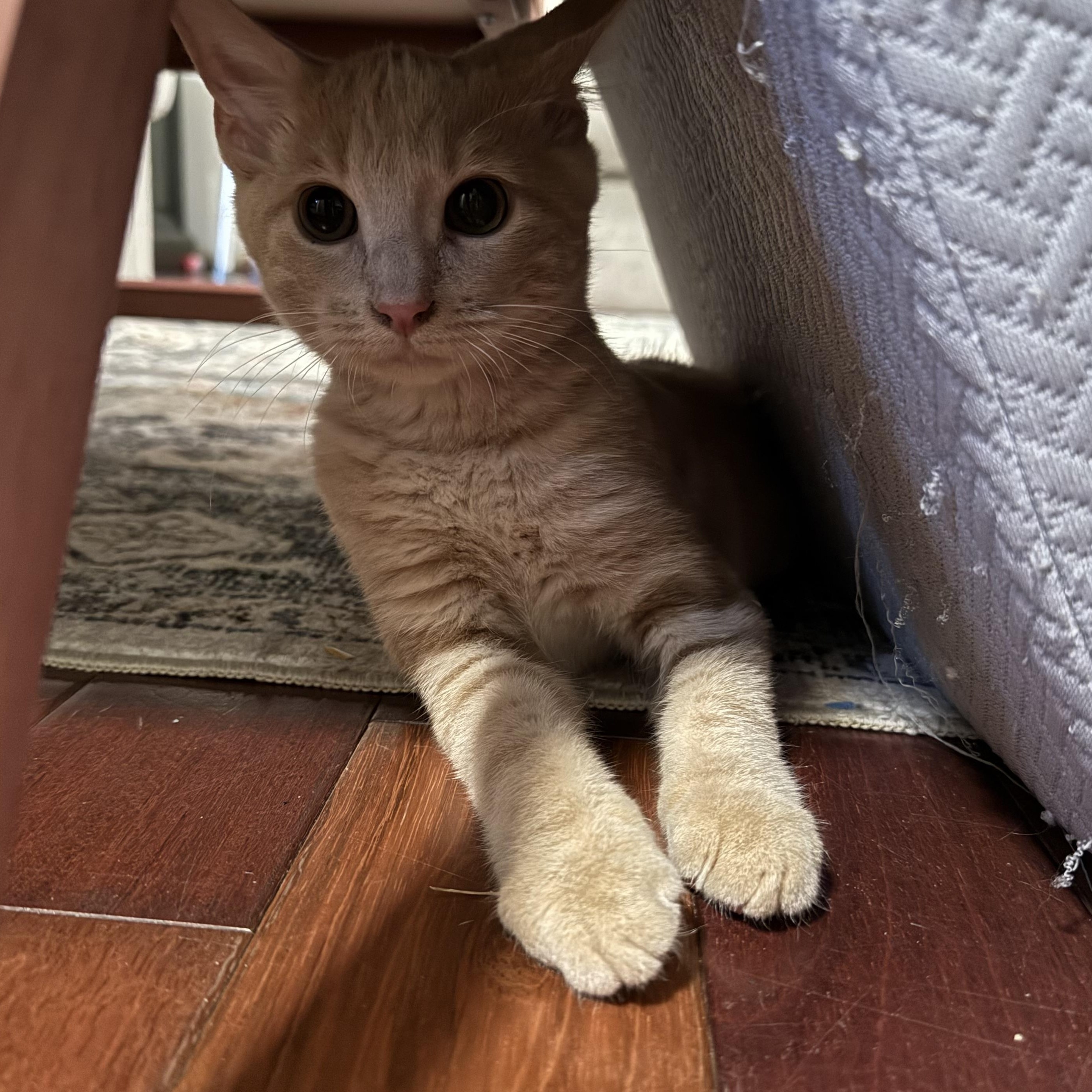 Enlarge Roll, a Adoptable Domestic Short Hair in Bethel, CT image 5/6