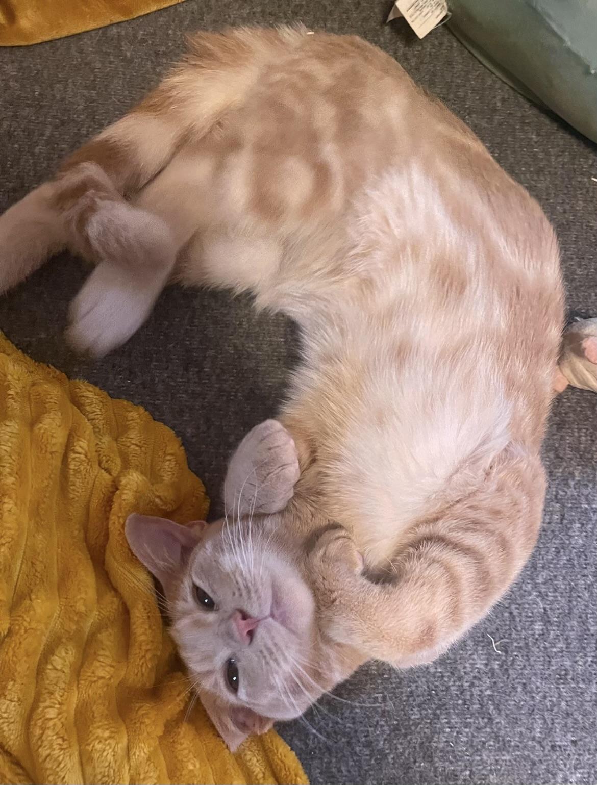 Enlarge Roll, a Adoptable Domestic Short Hair in Bethel, CT image 6/6