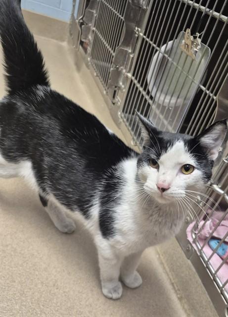 Enlarge TINDER, a Adoptable Domestic Short Hair in Decatur, IL image 2/3