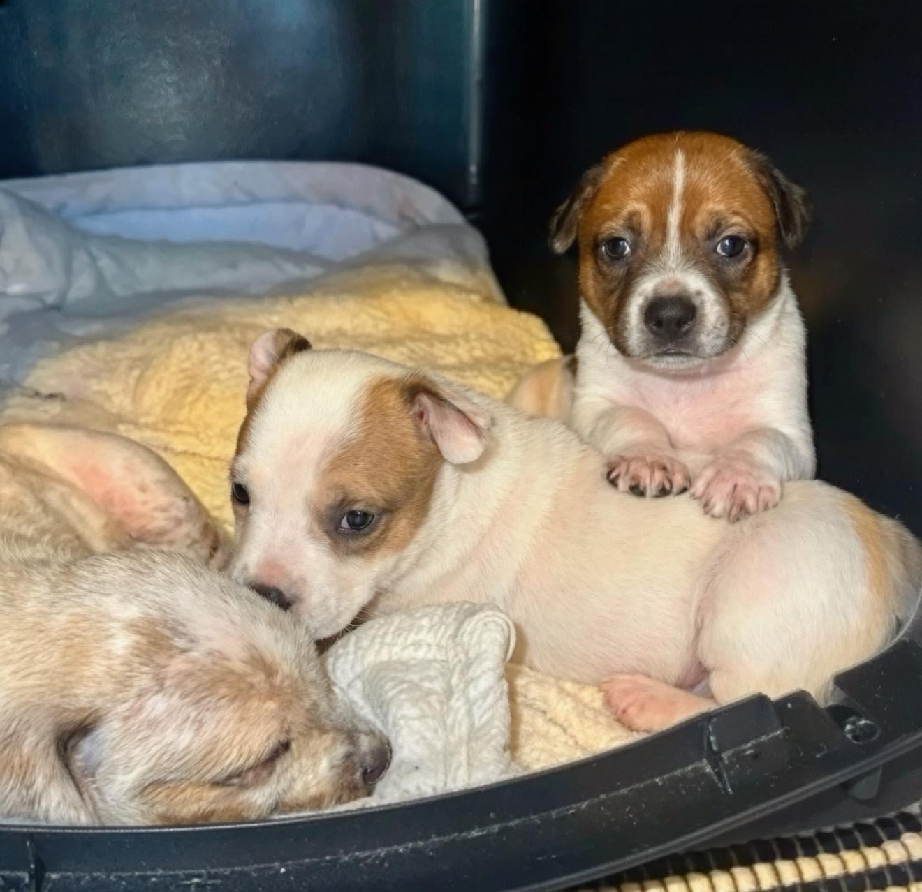 Enlarge Dusty, a Adoptable mixed breed in Marietta, GA image 3/3
