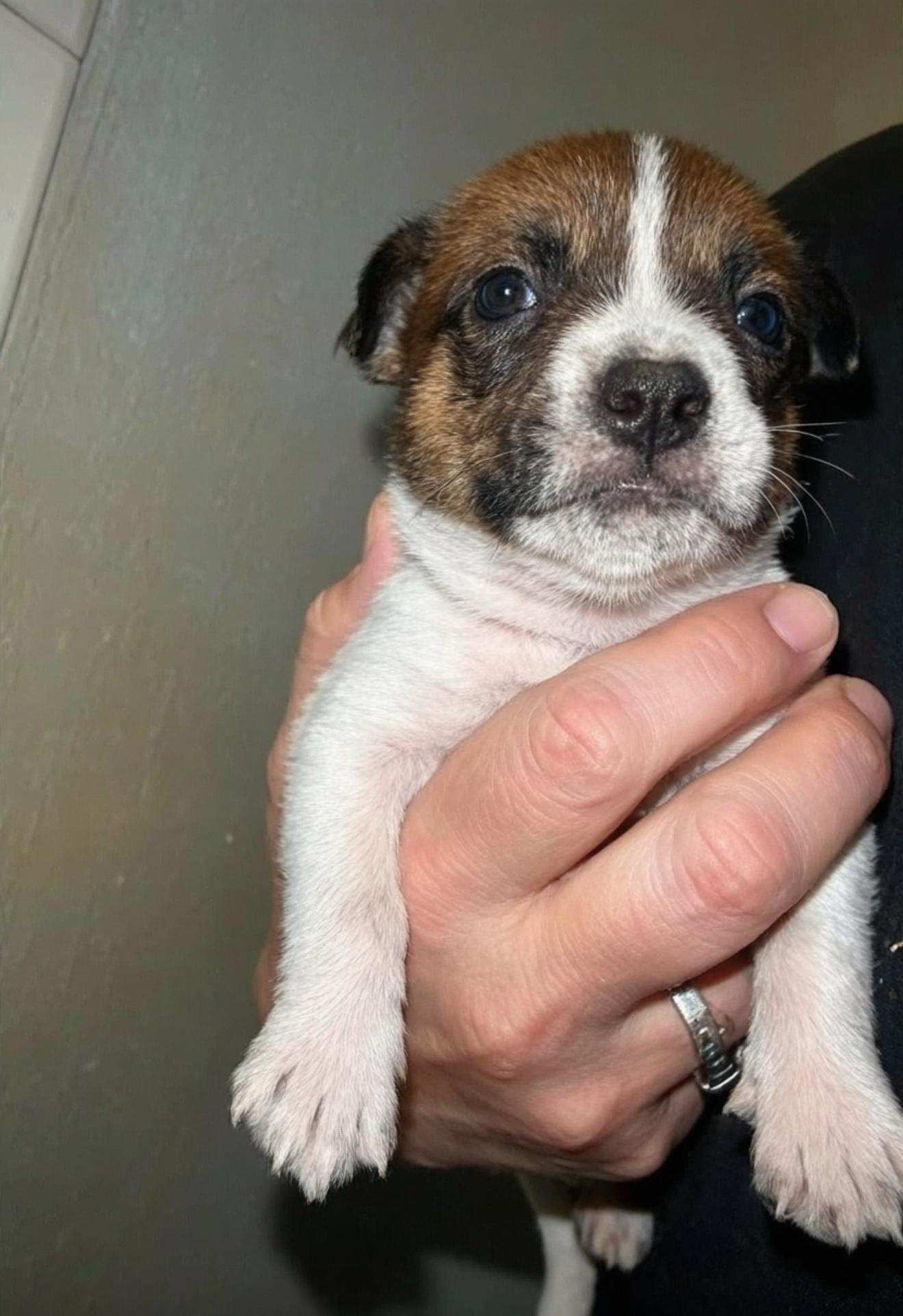 Dusty, Adoptable, Puppy Male Australian Cattle Dog / Blue Heeler & Mastiff.