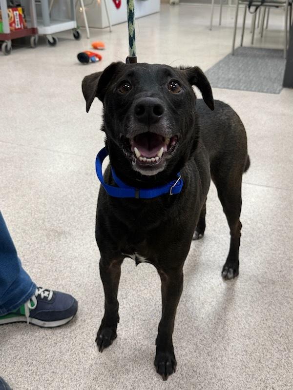 Buddy, adopted, Adult Male Labrador Retriever.